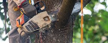 Why Choose Our Tree Removal Services in Reedsburg, WI?