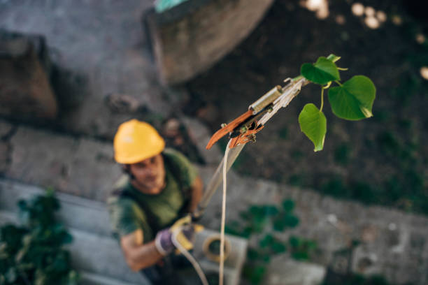 Best Arborist Consultation Services  in Reedsburg, WI