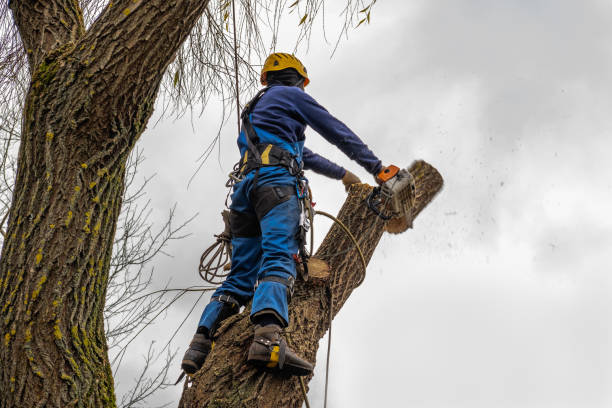 Reedsburg, WI  Tree Services Company