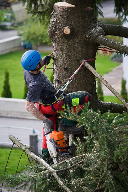 Best Root Management and Removal  in Reedsburg, WI