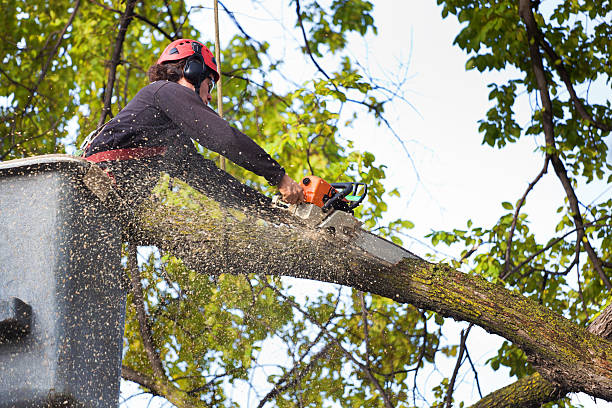 Best Fruit Tree Pruning  in Reedsburg, WI